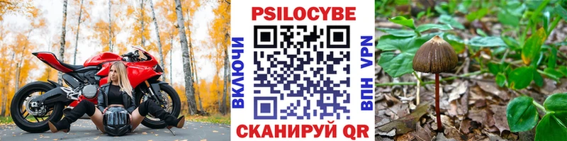 Купить закладки  Новохопёрск  Галлюциногенные грибы Psilocybe 